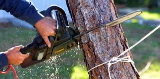 Best Commercial Tree Services  in Yountville, CA